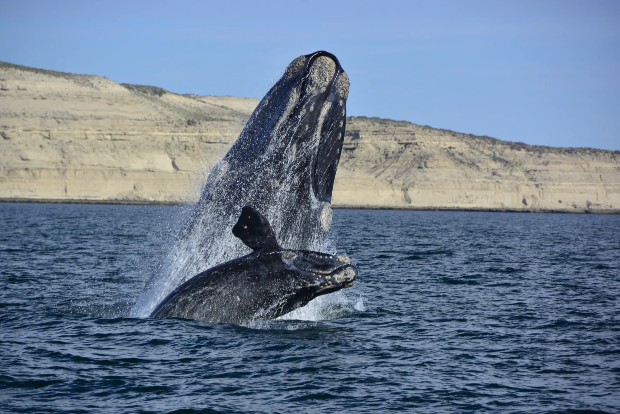 Avistaje de Ballenas