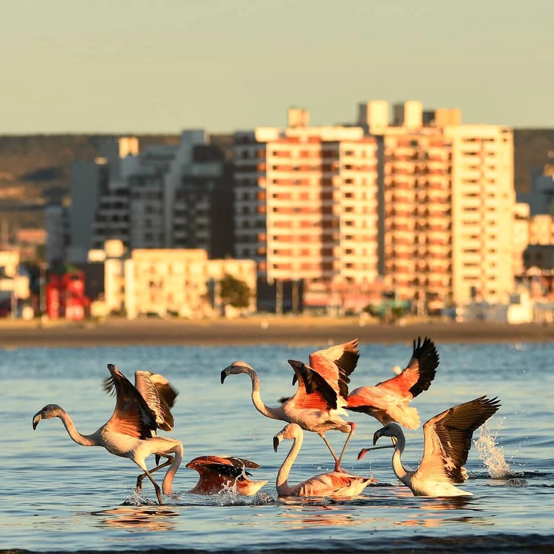 City Tour en Puerto Madryn + Punta Loma