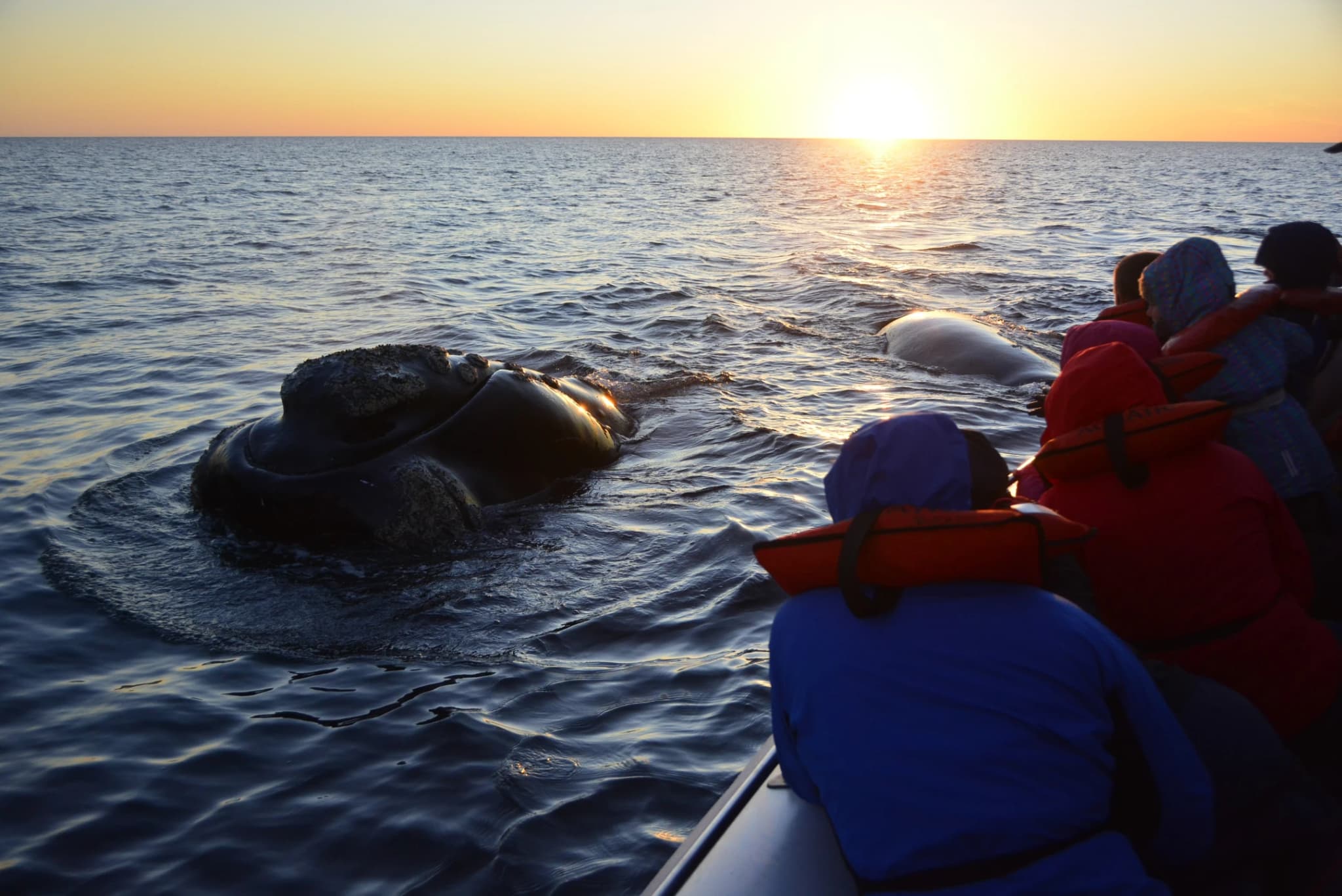Avistaje de Ballenas