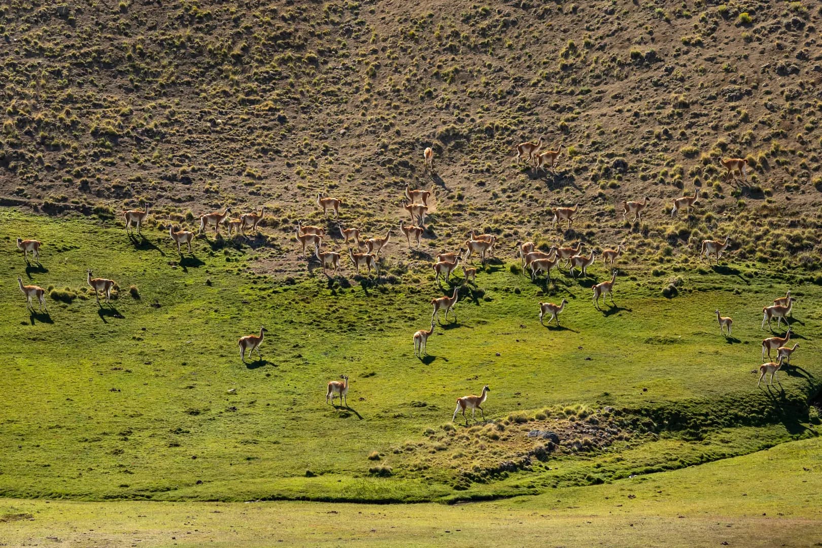 Safari Experience