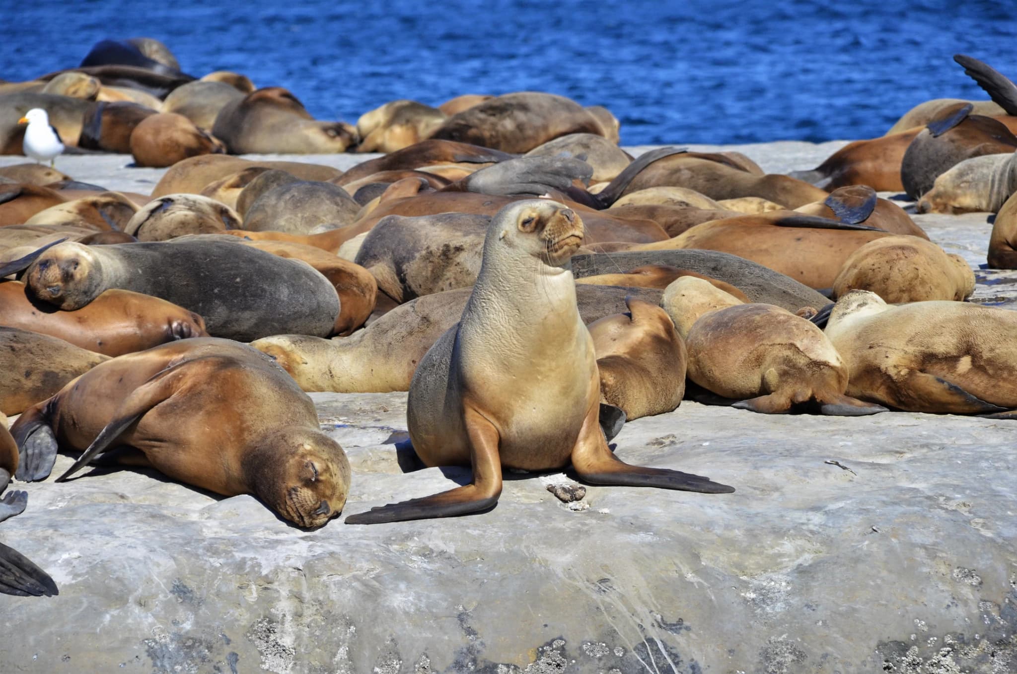 City Tour en Puerto Madryn + Punta Loma