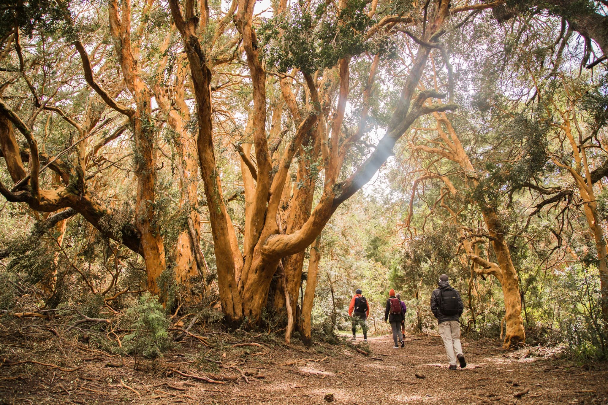 Navegación Isla Victoria y Bosque de Arrayanes