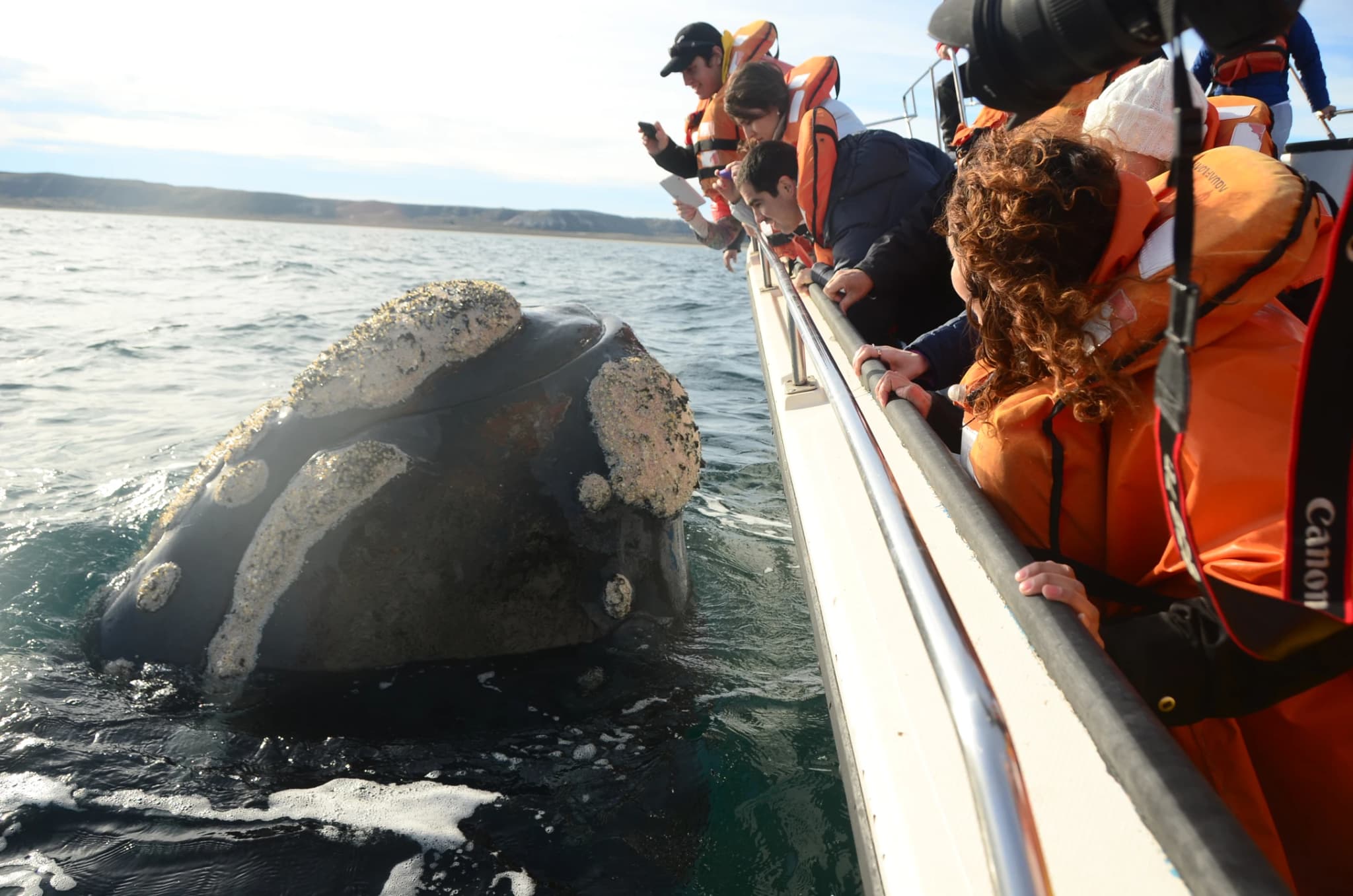 Avistaje de Ballenas