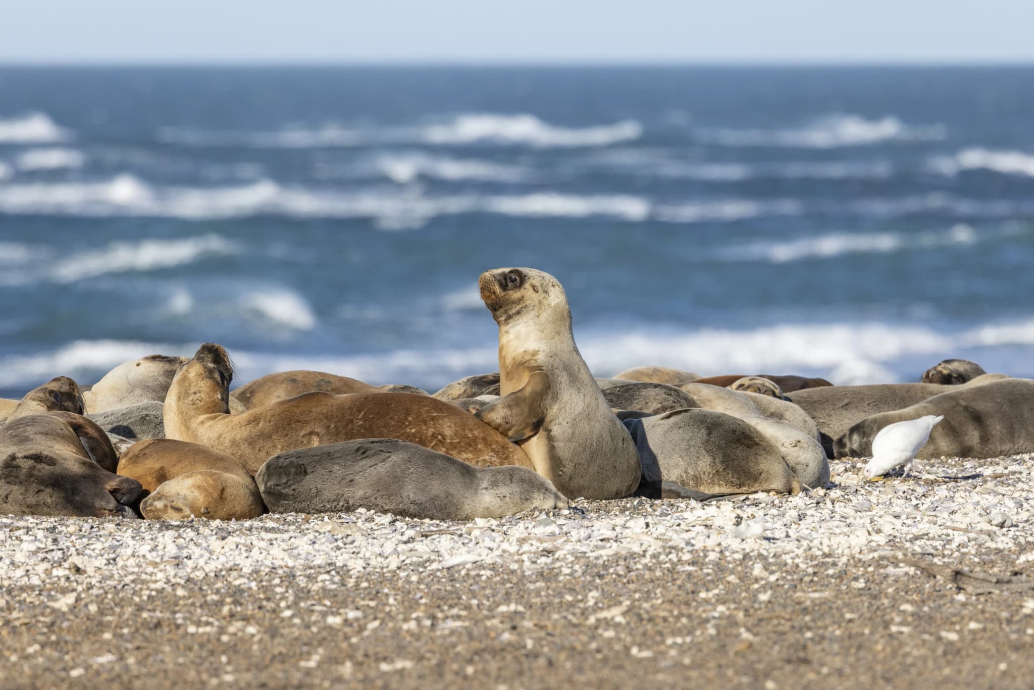 City Tour en Puerto Madryn + Punta Loma