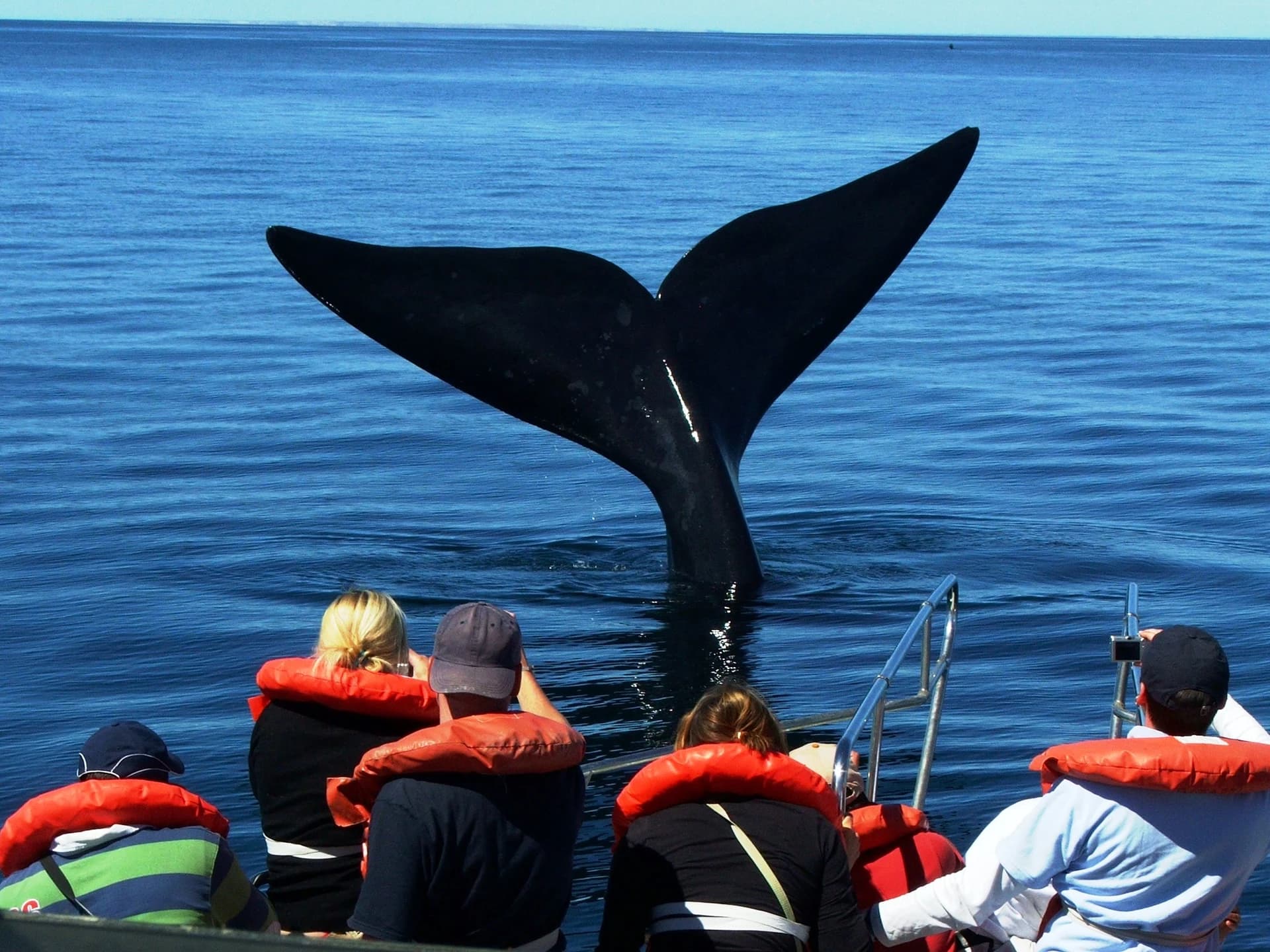 Avistaje de Ballenas