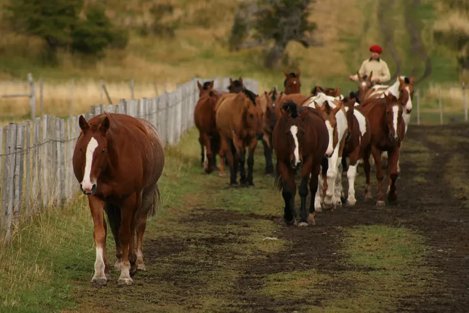 Estancia Nibepo Aike + Cabalgata