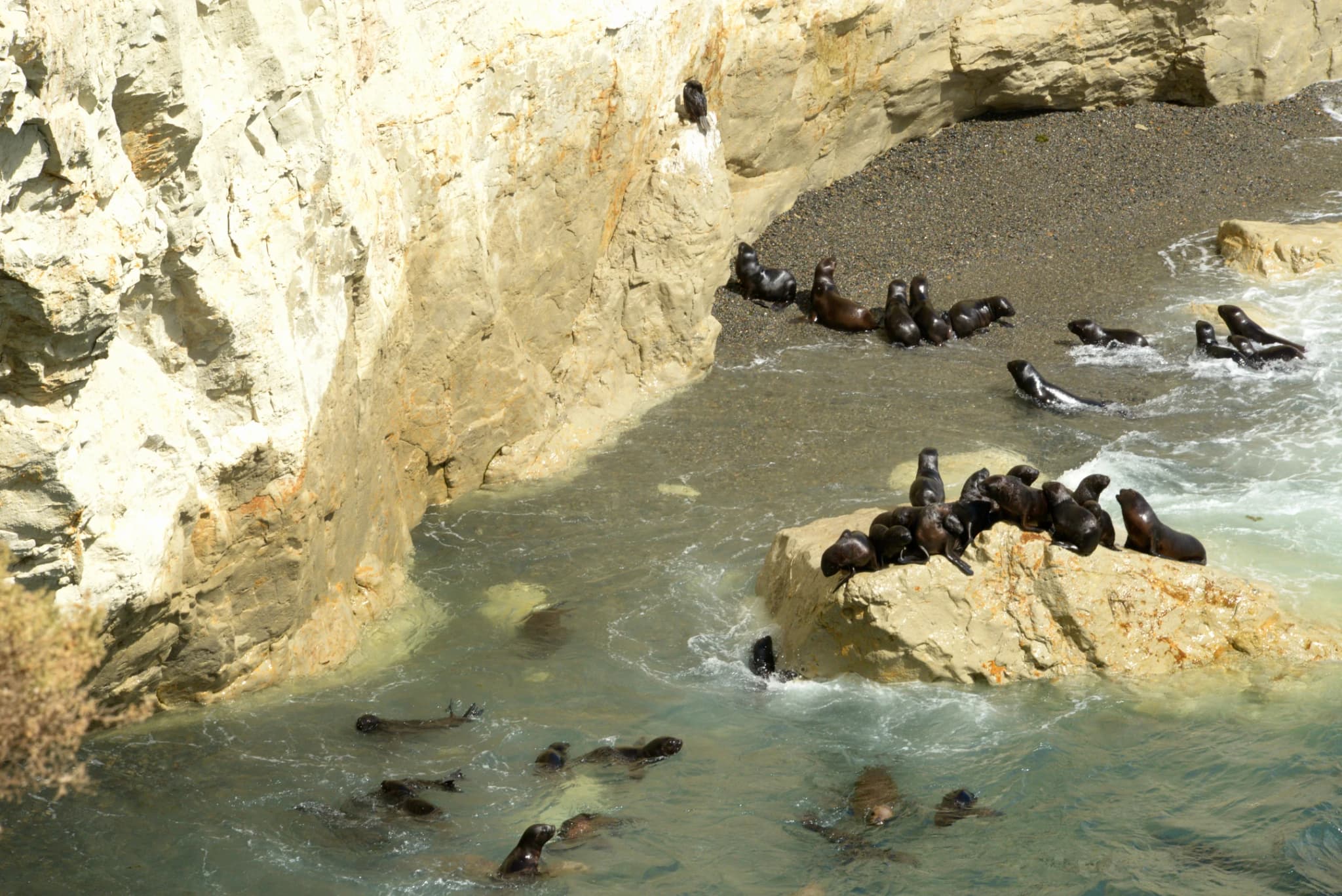 City Tour en Puerto Madryn + Punta Loma