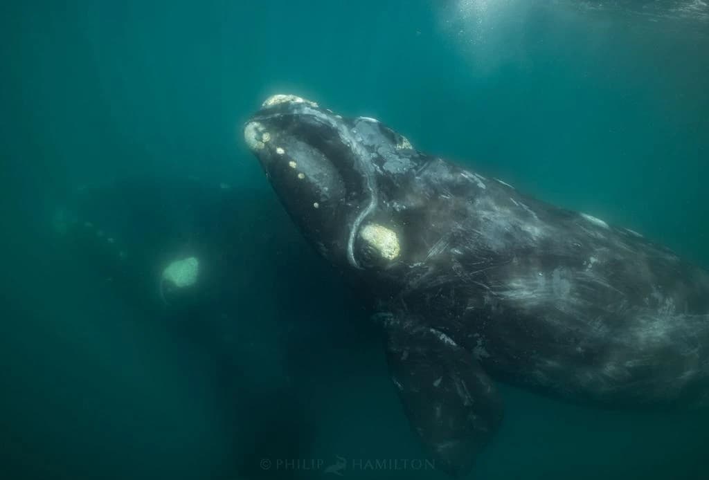 Avistaje de Ballenas