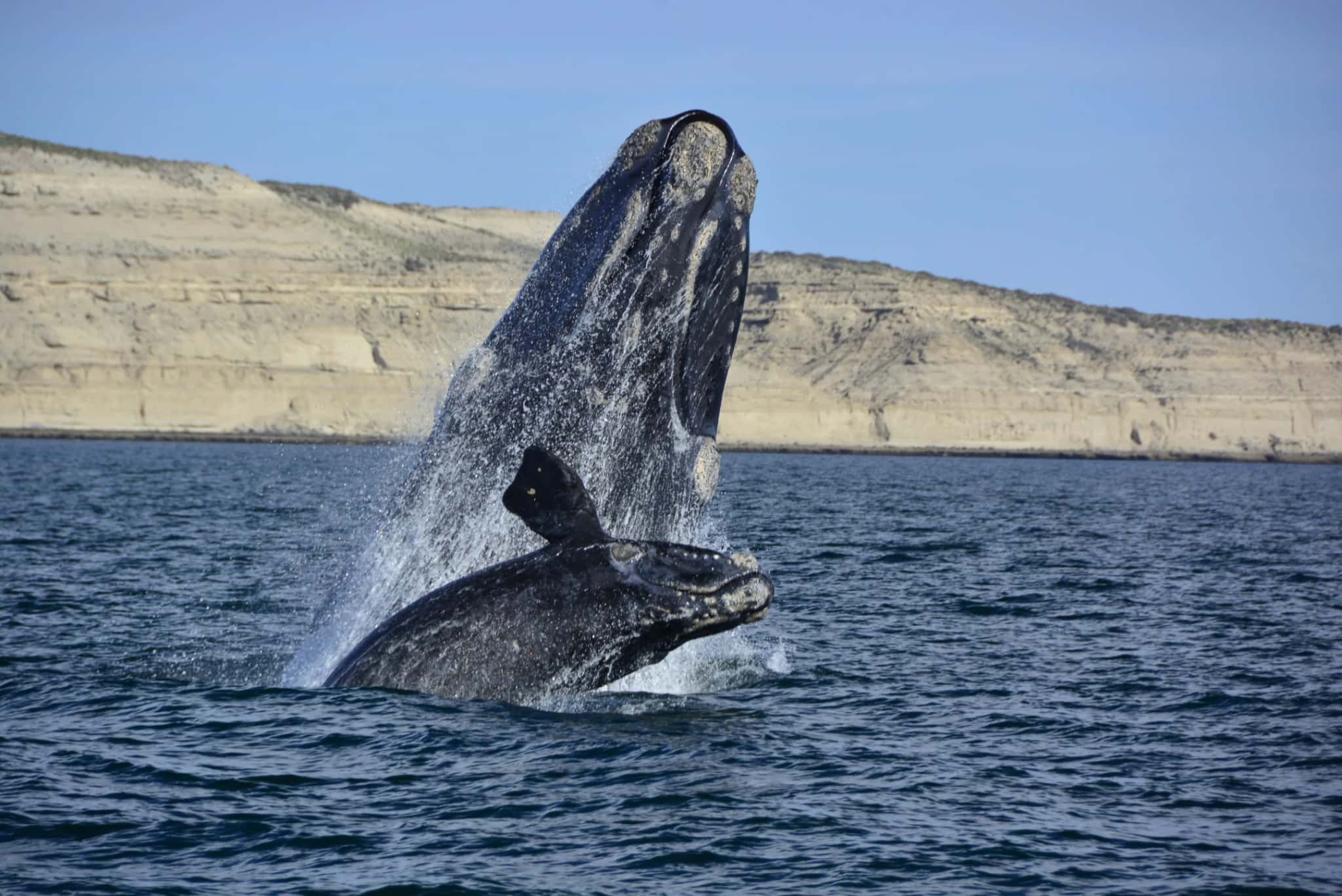 Avistaje de Ballenas