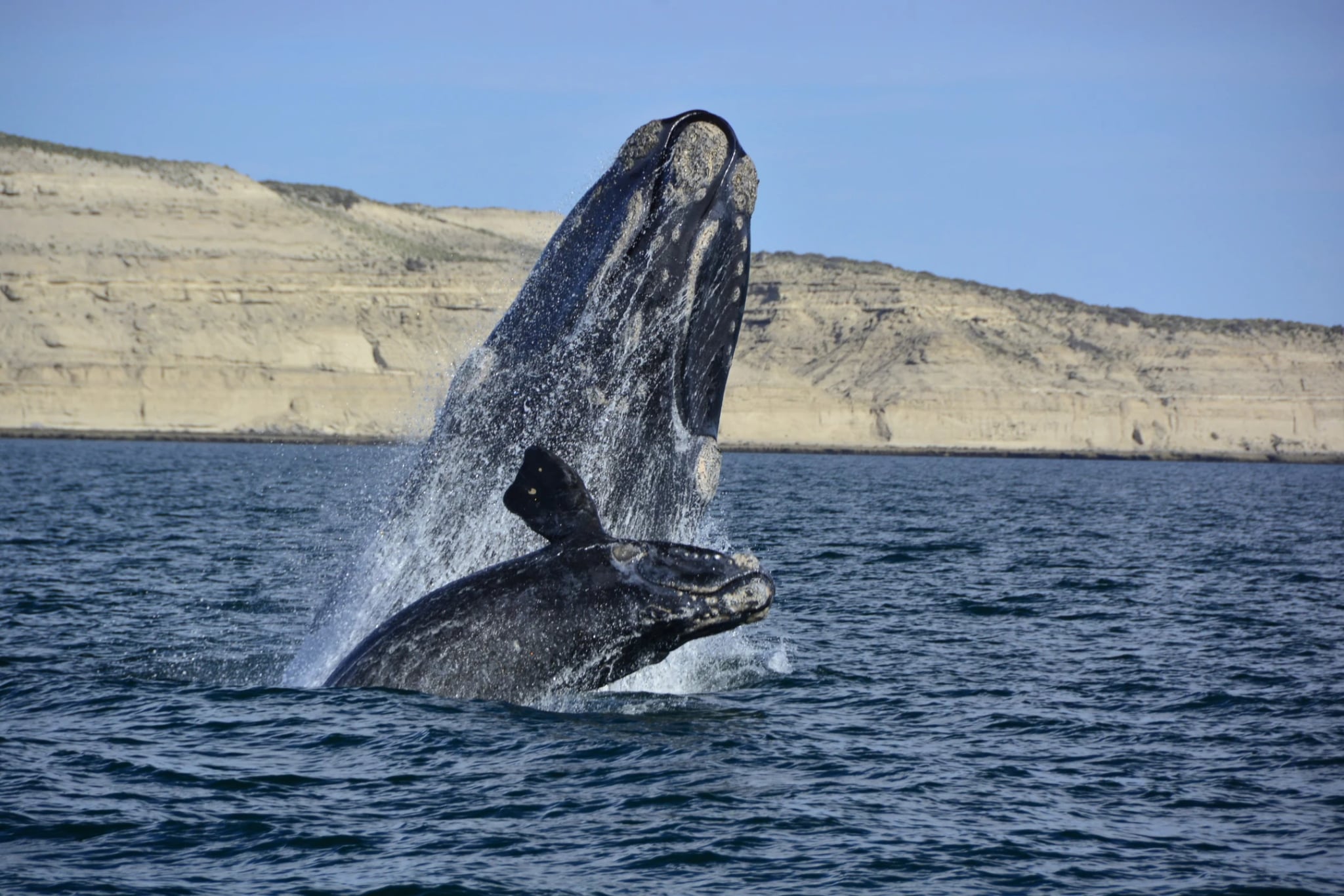 Avistaje de Ballenas