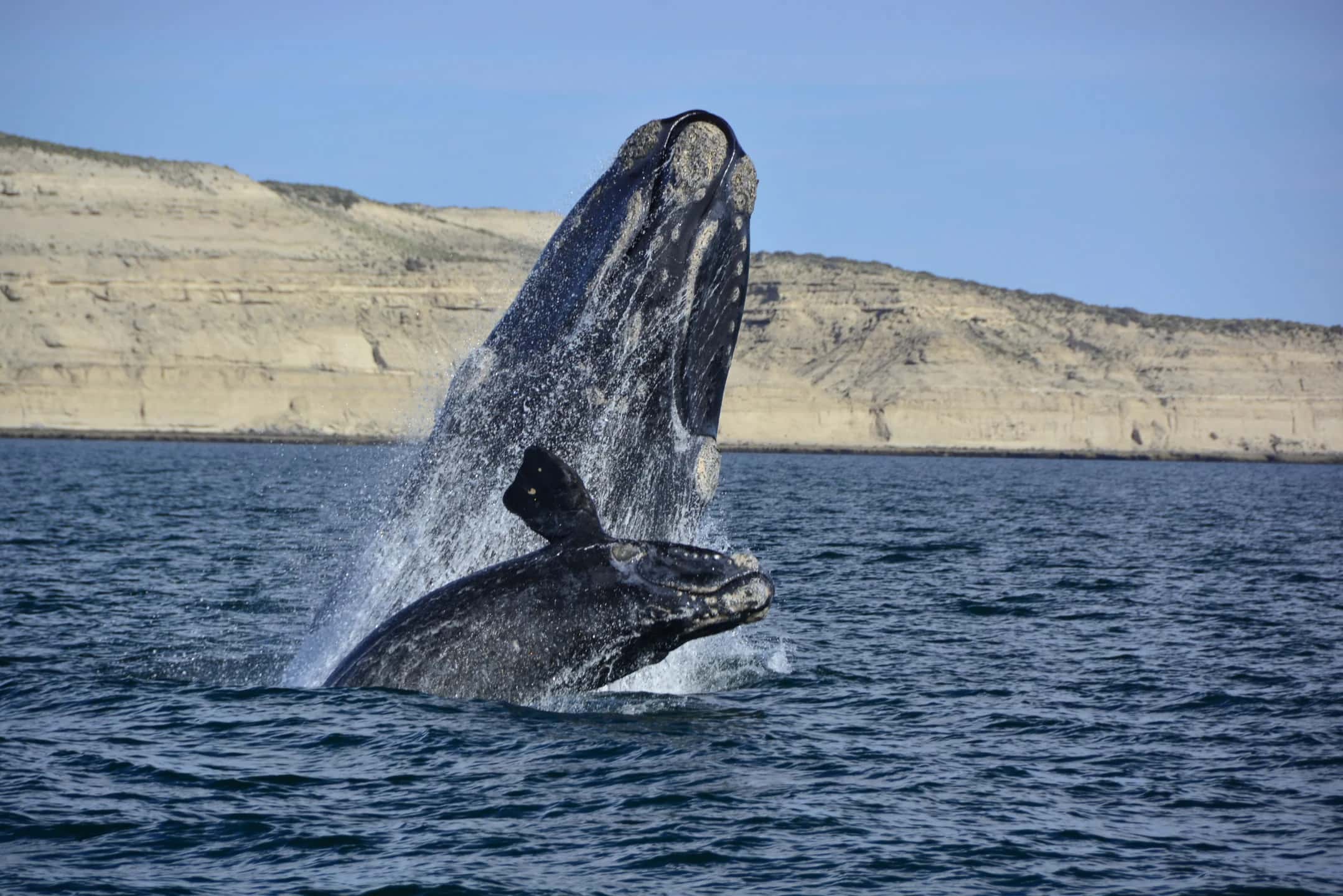Avistaje de Ballenas